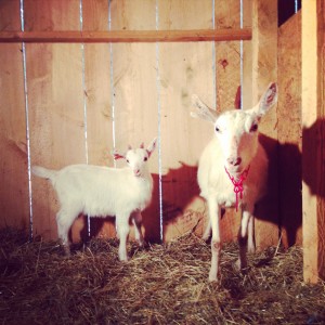 two white Saanen dairy goats, a small buck standing next to a adult doe in milk