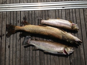 two rainbow trout and a norther pike on a dock