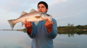 fisherman holding a striped bass in the salt ponds of Rhode Island