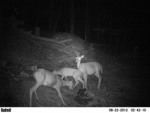 Group of does in Connecticut feeding