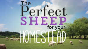 what sheep is the best breed for meat on a homestead