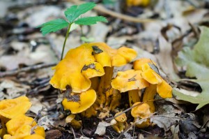 chanterelle