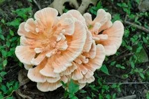 chicken of the woods mushroom