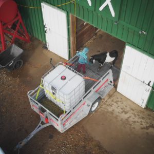 do it yourself livestock trailer from ibc tote