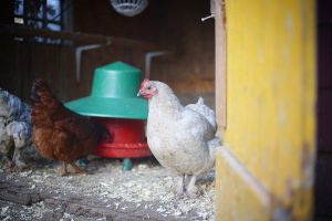 save money on chicken feed