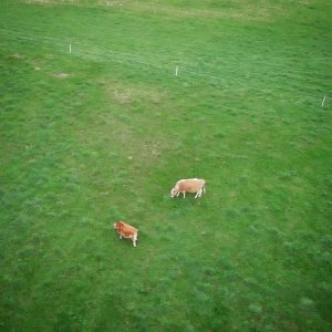 cows on pasture