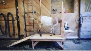 how do you build a goat milking stand