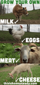 self sufficient livestock