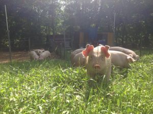 pigs in pasture