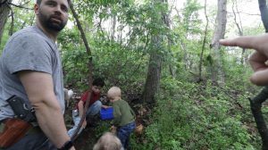 what kind of tree do morel mushrooms grow under