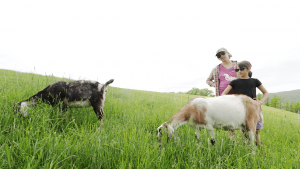 pregnant goats