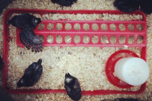 chicks in brooder