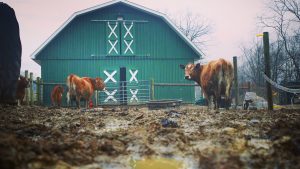 cows in mud